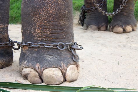 elephants tourism travel animal abuse