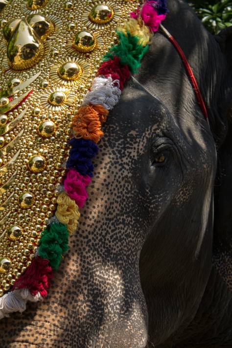 Elephant animal abuse India temple Kerala