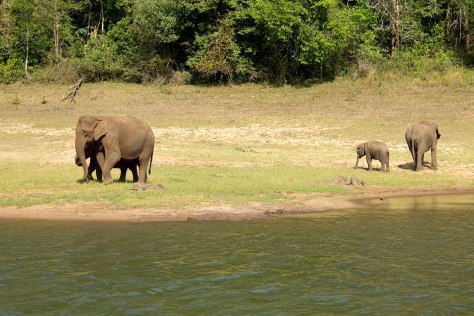 Periyar Tiger Reserve wild elephants elephant travel tourism india kerala
