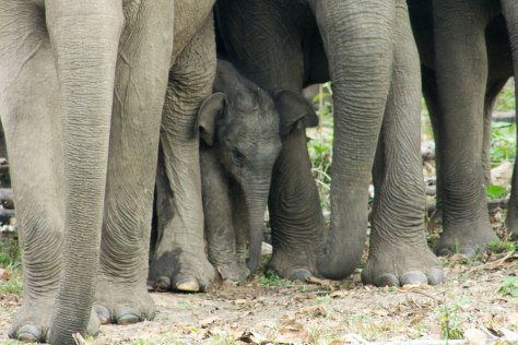 baby elephant india kerala wayanad wild