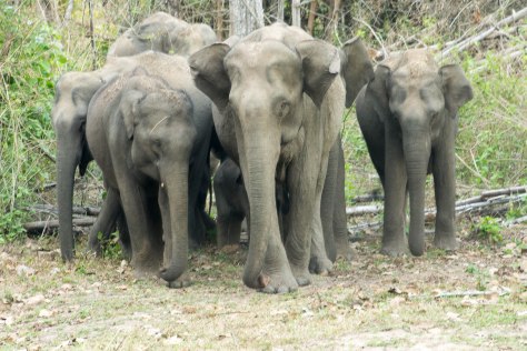 Elephants wild Wayanad Kerala India