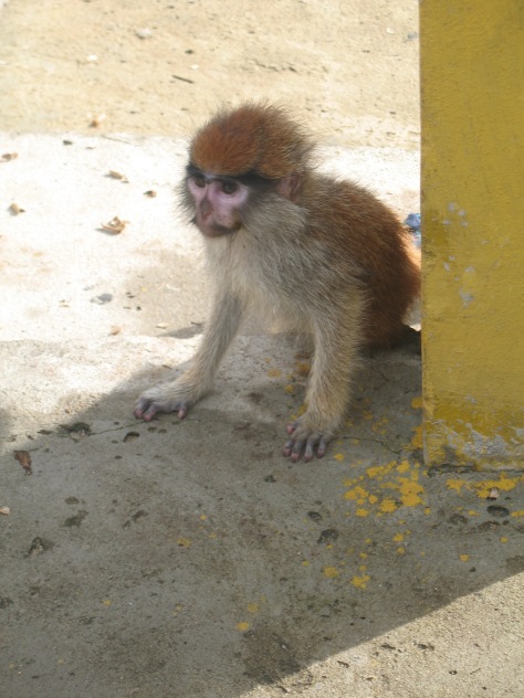 The only monkey I saw in three weeks in Benin.